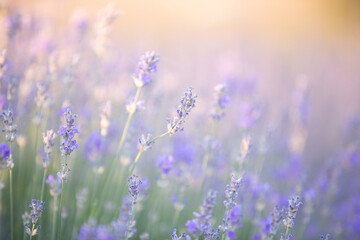 Fototapeta premium Sunset over a violet lavender field. Lavender flowers in Greece