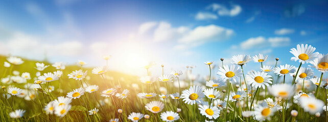 Summer meadow with daisies background