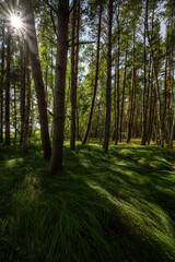 Zielony las z zieloną gęstą trawą - obrazy, fototapety, plakaty