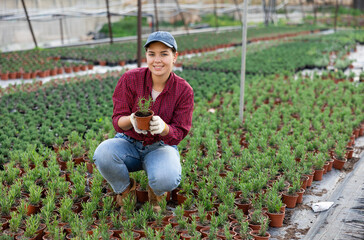 Smiling woman employee of large greenhouse checks young rosemary shoots. Growing hardened plants,...