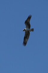 osprey is hunting a fish