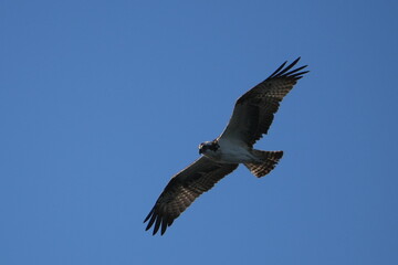 osprey is hunting a fish