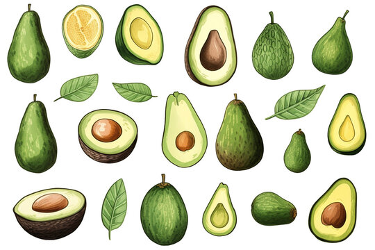 Watercolor painting Avocado fruit symbols on a white background.