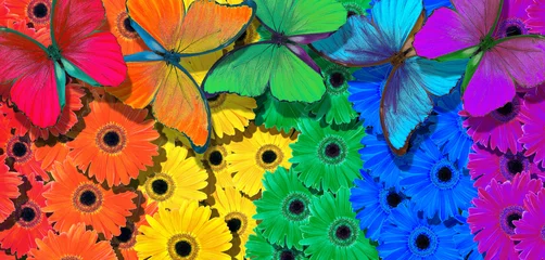 Plexiglas foto achterwand color concept. colors of rainbow. bright colorful tropical morpho butterflies on multicolored gerbera flowers. © Oleksii
