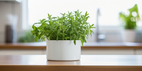 Green herbs in white pot on kitchen counter.