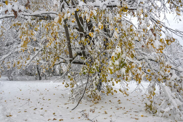 Winter Landscape of South Park in city of Sofia, Bulgaria
