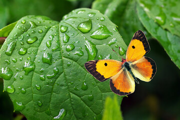 bright orange butterfly on a green leaf in drops of water.