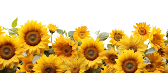 Field of blooming sunflowers on a transparent background. Generative Ai