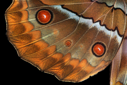 tropical butterfly wings isolated on black. morpho butterfly wings close up