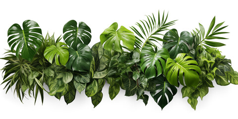 Green leaves of tropical plants bush (Monstera, palm, rubber plant, pine, bird's nest fern). Transparent, cutout, or clipping path. Generative AI - obrazy, fototapety, plakaty