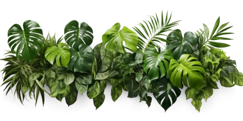 Foto op Aluminium Green leaves of tropical plants bush (Monstera, palm, rubber plant, pine, bird's nest fern). Transparent, cutout, or clipping path. Generative AI © SRITE KHATUN
