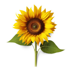 Ripe sunflower straw with yellow petals and green leaves isolated on transparent background.