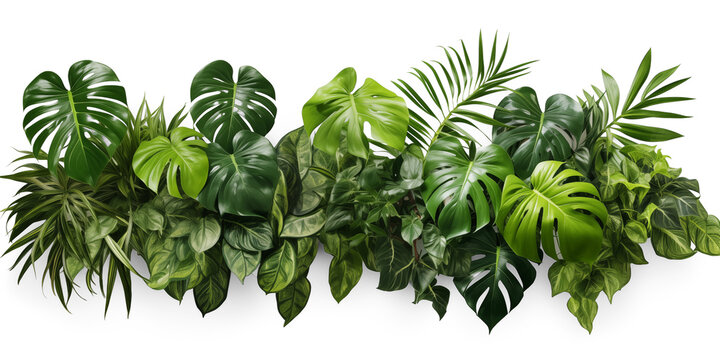 Green leaves of tropical plants bush (Monstera, palm, rubber plant, pine, bird's nest fern). Transparent, cutout, or clipping path. Generative AI