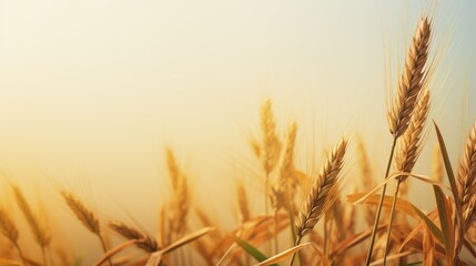 A golden wheat field at sunset.