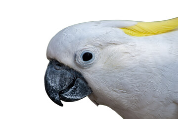 portrait of a white wild cackatoo