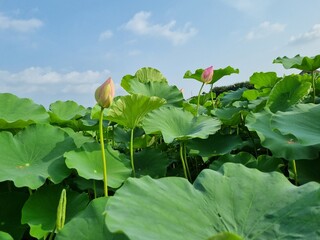 lotus and flower