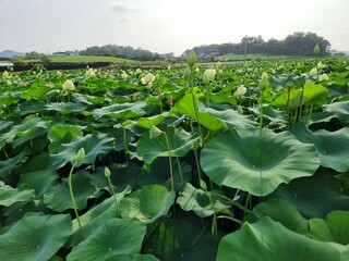 lotus and flower