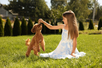 Beautiful girl playing with cute Maltipoo dog on green lawn in park