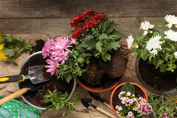 Different flowers in pots prepared for transplanting and gardening tools on wooden table, flat lay