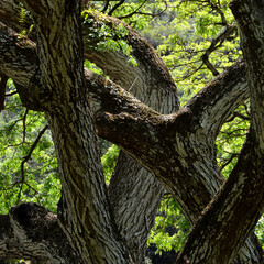 Branching Australian Tree Artistic Photo