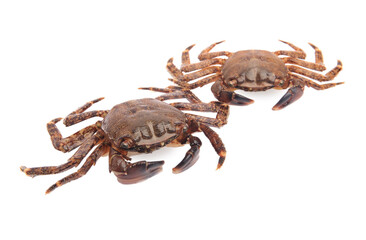 Two fresh raw crabs isolated on white