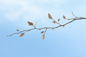 branch floating in the sky sky background