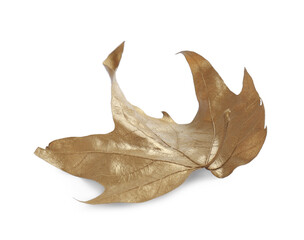 Fototapeta premium One golden maple leaf isolated on white. Autumn season