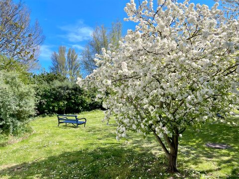 blooming cherry tree and a bench in a British garden, blue sky and summer in England