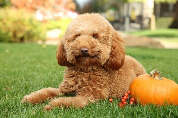 Cute fluffy dog, pumpkin and red berries on green grass in park