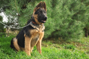 Cute German shepherd puppy on green grass outdoors, space for text