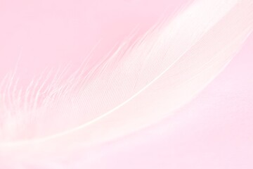 Fluffy white feather on pink background, closeup