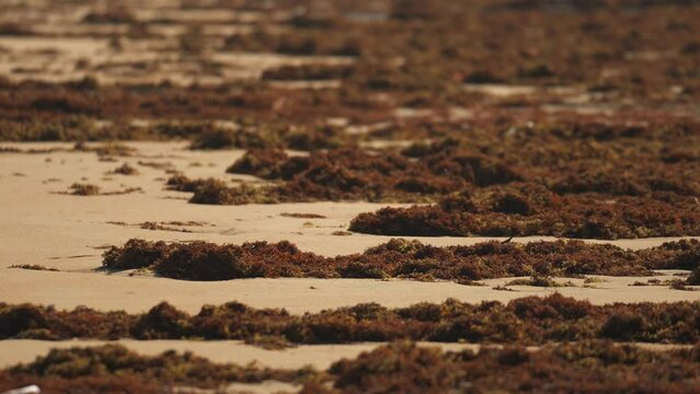 Many brown sargassum seaweed on the yellow sand of wild dirty tropical beach with palm trees on the shore. Closeup tilt up motion. Global climate change problem on the planet