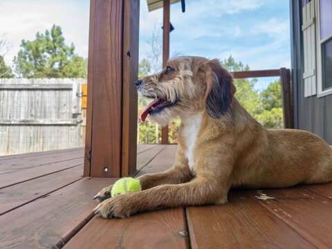 Small, light brown, young, female, mutt, dog lying on porch in backyard, panting with tongue hanging out while holding a tennis ball on a hot, summer day.