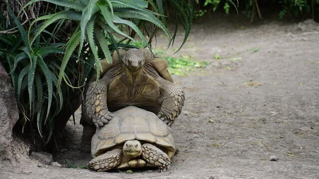Giant tortoises mating and
copulating. Mating season.