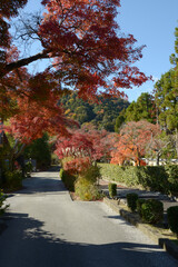 Naklejka premium 秋の嵯峨野 後亀山天皇陵参道の紅葉 京都市右京区