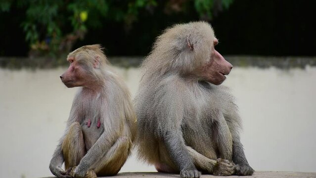 Hamadryas baboon (Papio hamadryas).  Cercopithecidae.