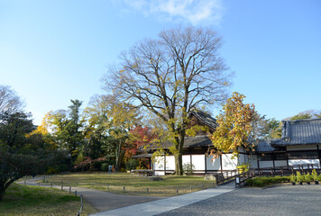 秋の京都御所　苑内の紅葉　京都市上京区