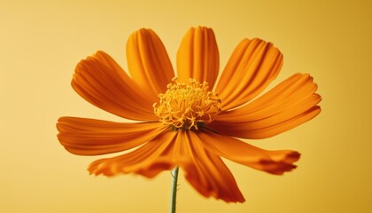 A bright orange flower with a yellow center
