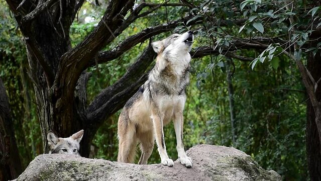 Mexican wolf howling on a rock in the forest