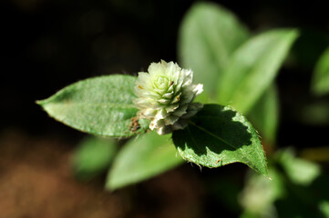 Gomphrena serrata closeup blur background selective focus