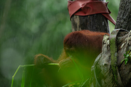 Male orangutan eating leaves behind the tree