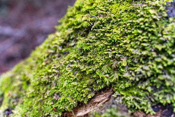 Old log covered with green moss