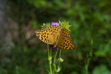 A leopard butterfly sitting on a purple flower 