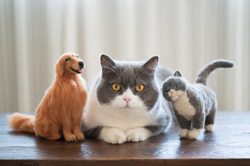 British shorthair cat lying next to cat and dog dolls
