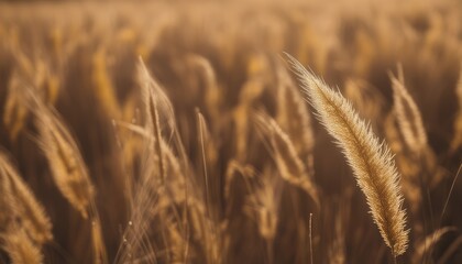 A field of golden wheat with a single stalk standing tall