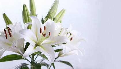 Fototapeta na wymiar White Lilly flower on the white background.