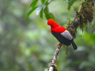 Andean cock-of-the-rock on tree branch in the beautiful nature habitat, Ecuador