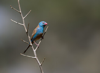 Blue-capped Cordon-bleu on tree branch against blur background