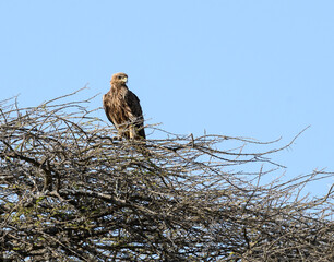 Tawny Eagle on top of the tree against blue sky