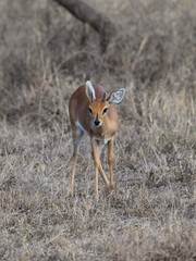 Kirk's dik-dik standing on dry grass in savannah of Tanzania in early morning
